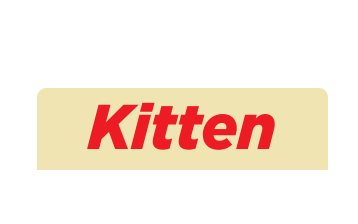 Kitten